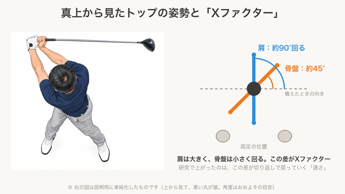 真上から見たトップの姿勢と、肩のラインと骨盤のラインのねじれの差（Xファクター）を示した図