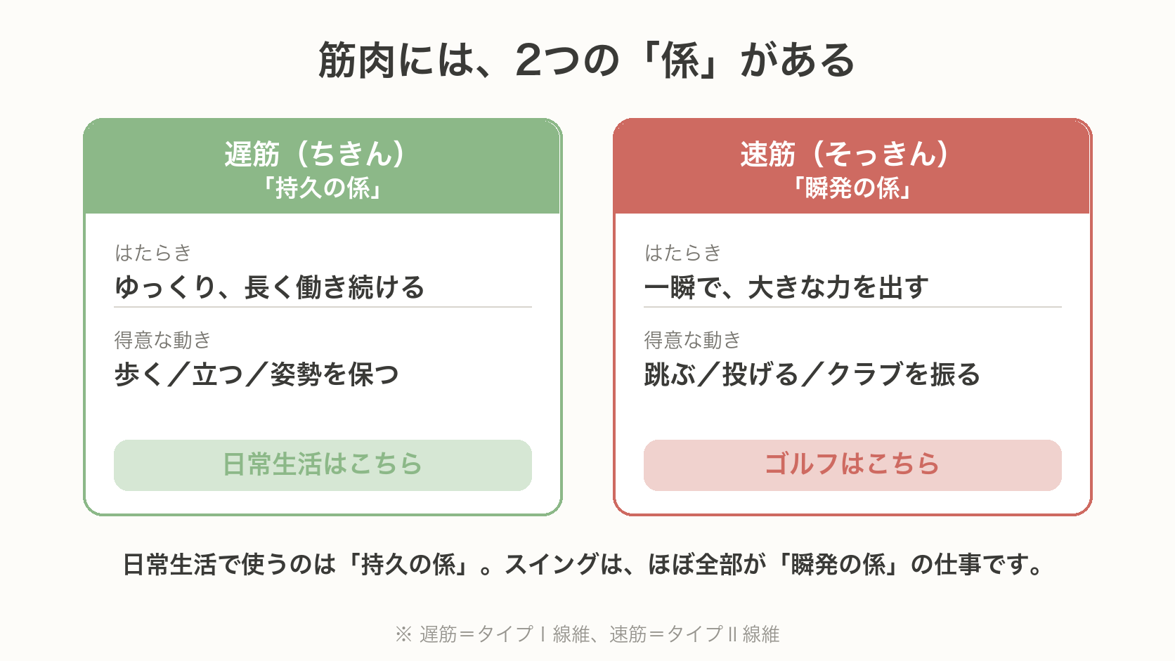 ゴルフのカラダ研究所 筋肉の中にある速筋と遅筋の違いを、はたらき・得意な動きで並べて比べた図