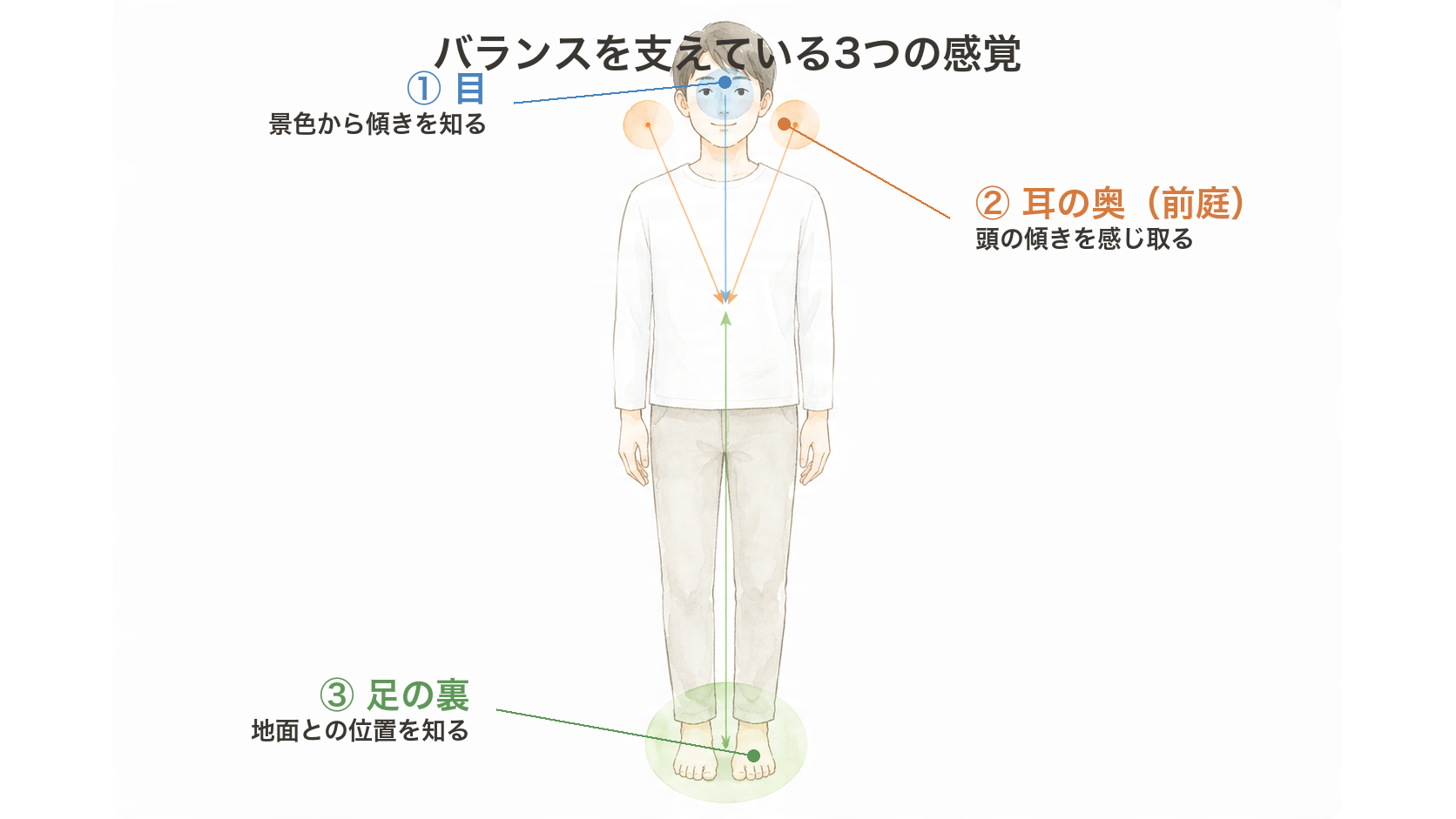 バランスを支える3つの感覚（目・耳の奥の前庭・足の裏）を示した図