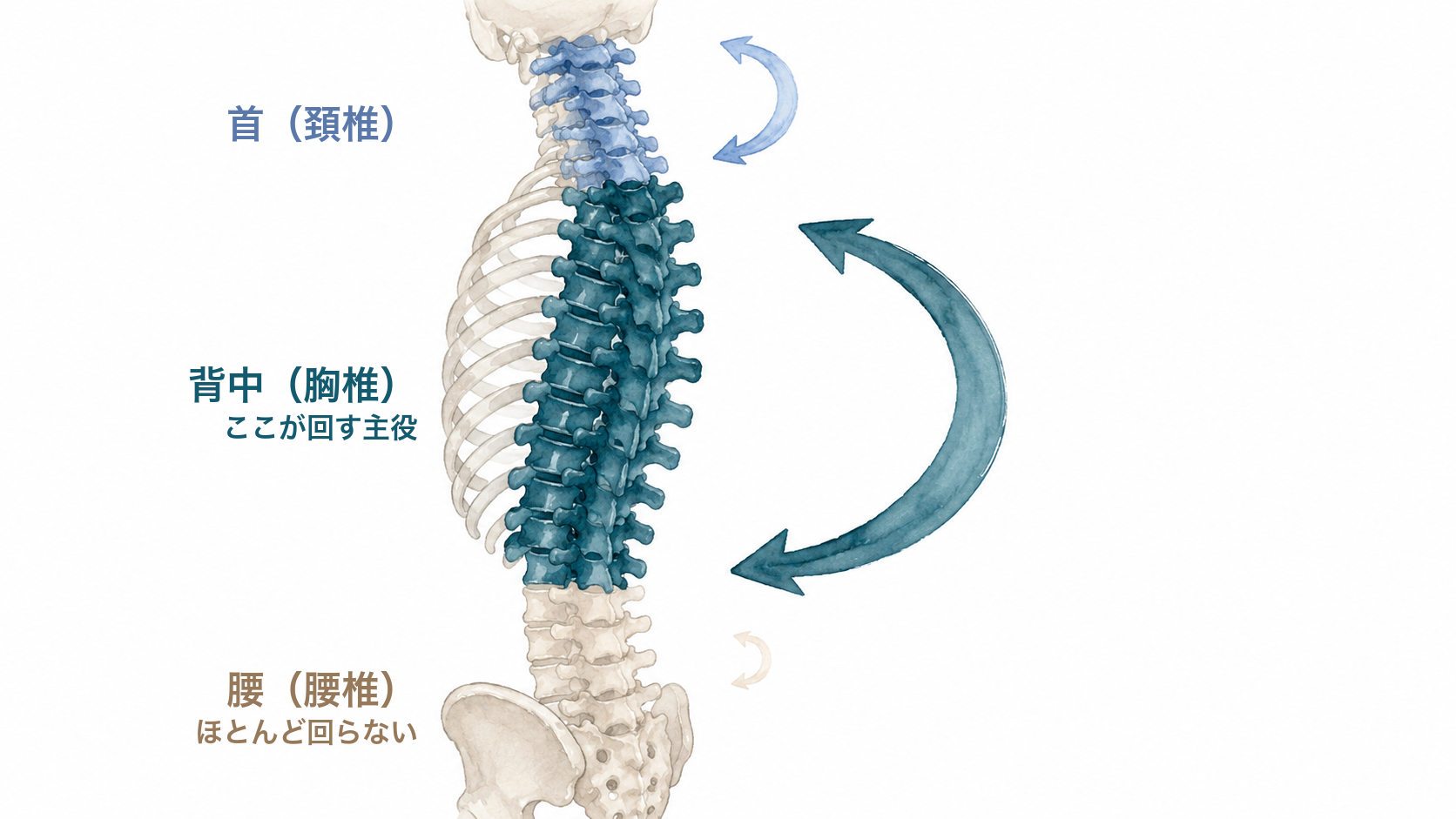 背骨を首・背中・腰の3つに分けて、それぞれがひねりをどれだけ担当しているかを示した図